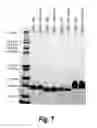 Fig. 09 - Methods of treating cancer by administering IGF-IR binding molecules