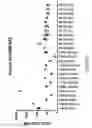 Fig. 16 - Human immunodeficiency virus neutralizing antibodies