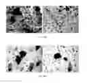 Fig. 27 - Alpha-synuclein antibodies and uses thereof