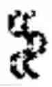 Fig. 02 - Antibodies and conjugates thereof