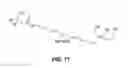 Fig. 12 - Antibodies and conjugates thereof