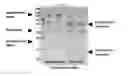 Fig. 24 - Compositions and methods for growth factor modulation
