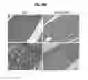 Fig. 47 - Methods for manipulating phagocytosis mediated by CD47