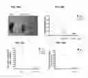 Fig. 48 - Methods for manipulating phagocytosis mediated by CD47