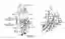 Fig. 01 - Antibody molecules to TIM-3 and uses thereof