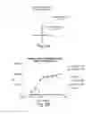 Fig. 05 - Antibody molecules to TIM-3 and uses thereof