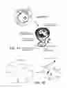 Fig. 02 - ANTI-ErbB2 ANTIBODIES