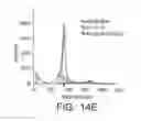 Fig. 19 - ANTI-ErbB2 ANTIBODIES