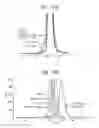 Fig. 27 - Carrier immunoglobulins