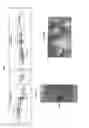 Fig. 02 - Heparosan-Based Biomaterials and Coatings and Methods of Production and Use Thereof