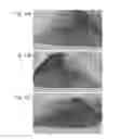 Fig. 19 - Myoglobin-containing food freshness deterioration suppressing material and use thereof