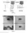 Fig. 03 - Hydrochromic polydiacetylene composite composition, hydrochromic thin film using same, and use thereof
