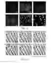 Fig. 10 - Hydrochromic polydiacetylene composite composition, hydrochromic thin film using same, and use thereof