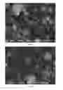 Fig. 04 - Individualised inorganic particles