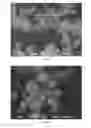 Fig. 06 - Individualised inorganic particles
