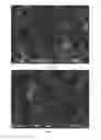 Fig. 10 - Individualised inorganic particles