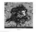 Fig. 13 - Corrosion resistant coating composition of Ni and a phosphate corrosion inhibitor and an electrodeposition method for the manufacture thereof
