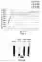 Fig. 02 - Hydraulic fracturing using super absorbent polymer having controlled particle size