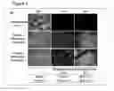 Fig. 12 - CELL CULTURE SUBSTRATE