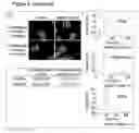 Fig. 13 - CELL CULTURE SUBSTRATE
