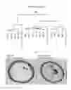 Fig. 40 - Culture method for organoids