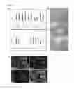 Fig. 03 - SYSTEMS AND METHODS FOR STEM CELL DIFFERENTIATION
