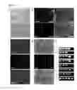 Fig. 05 - SYSTEMS AND METHODS FOR STEM CELL DIFFERENTIATION