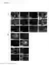 Fig. 07 - SYSTEMS AND METHODS FOR STEM CELL DIFFERENTIATION