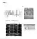 Fig. 17 - SYSTEMS AND METHODS FOR STEM CELL DIFFERENTIATION