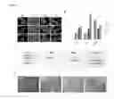 Fig. 22 - SYSTEMS AND METHODS FOR STEM CELL DIFFERENTIATION