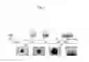 Fig. 02 - Method for preparation of retinal ganglion cells