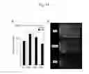 Fig. 15 - Method for preparation of retinal ganglion cells