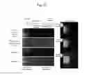 Fig. 16 - Method for preparation of retinal ganglion cells