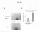 Fig. 23 - Method for preparation of retinal ganglion cells