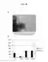 Fig. 25 - Method for preparation of retinal ganglion cells