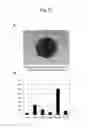 Fig. 26 - Method for preparation of retinal ganglion cells
