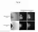 Fig. 27 - Method for preparation of retinal ganglion cells