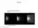 Fig. 29 - Method for preparation of retinal ganglion cells