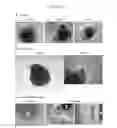 Fig. 32 - Method for preparation of retinal ganglion cells