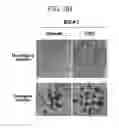 Fig. 15 - Method for culturing mesenchymal stem cells