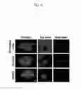 Fig. 05 - METHOD AND CONTAINER FOR CULTURING UNDIFFERENTIATED INDUCED PLURIPOTENT STEM CELL