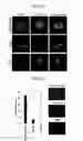 Fig. 07 - METHOD AND CONTAINER FOR CULTURING UNDIFFERENTIATED INDUCED PLURIPOTENT STEM CELL
