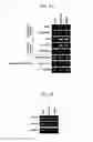 Fig. 10 - METHOD AND CONTAINER FOR CULTURING UNDIFFERENTIATED INDUCED PLURIPOTENT STEM CELL