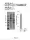 Fig. 04 - CYTOKININ SYNTHASE ENZYMES, CONSTRUCTS, AND RELATED METHODS