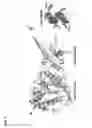 Fig. 02 - ADENOSINE-SPECIFIC RNASE AND METHODS OF USE