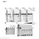 Fig. 04 - ADENOSINE-SPECIFIC RNASE AND METHODS OF USE