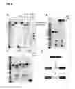 Fig. 05 - ADENOSINE-SPECIFIC RNASE AND METHODS OF USE