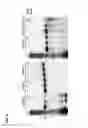 Fig. 06 - ADENOSINE-SPECIFIC RNASE AND METHODS OF USE