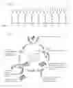 Fig. 20 - Carbohydrate-binding protein