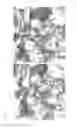 Fig. 40 - Carbohydrate-binding protein